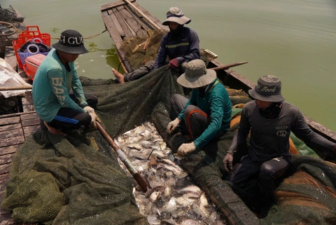 dầu tiếng - Ảnh 4.