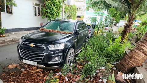 xe hơi - Ảnh 1.