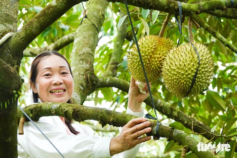 Sầu riêng trồng ở Phú Quốc giá cao ngất, đắt như tôm tươi - Ảnh 4.