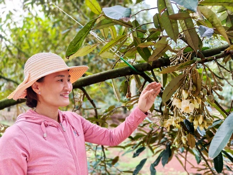 Mạnh tay với gian lận xuất khẩu sầu riêng - Ảnh 1. sầu riêng - Ảnh 1.