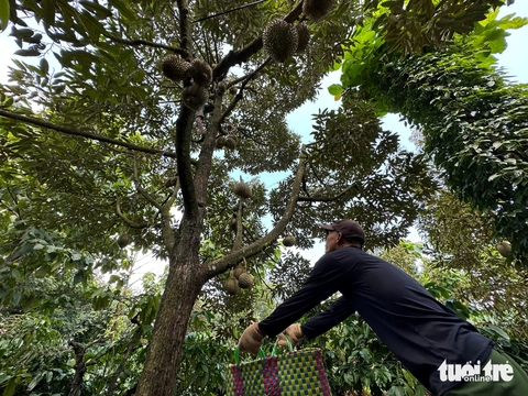 Phải kiểm soát nguyên liệu đầu vào để mở đường cho xuất khẩu sầu riêng - Ảnh 6.