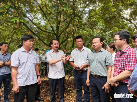 sầu riêng - Ảnh 5.