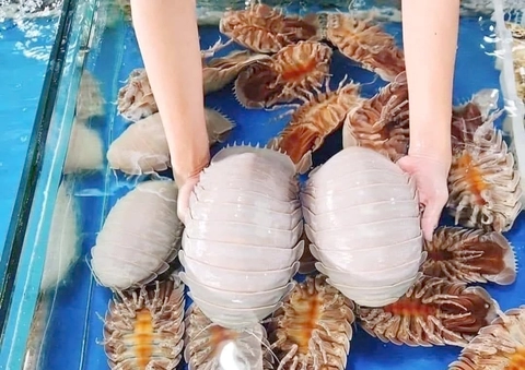 Đồng ý ăn 1kg bọ biển giá 1,8 triệu đồng, xong lên mạng tố quán 'chặt chém' - Ảnh 2. bọ biển - Ảnh 2.