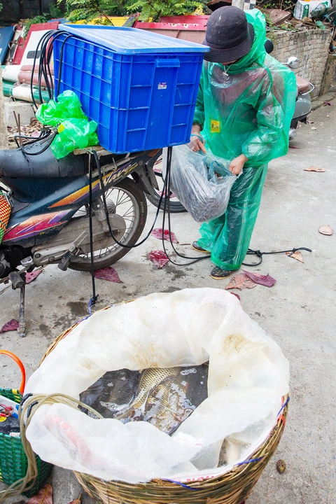 diệt cá - Ảnh 7.
