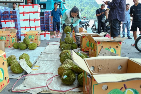 Sầu riêng vào vụ: Lạng Sơn cảnh báo kiểm soát chặt dư lượng Cadimi, chất vàng O - Ảnh 2. sầu riêng - Ảnh 2.