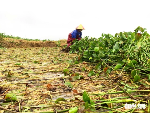 bèo tây - Ảnh 2.
