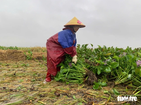 bèo tây - Ảnh 3.