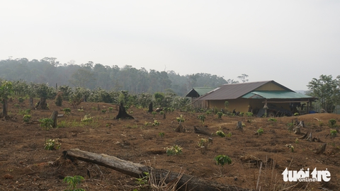 công ty lâm nghiệp - Ảnh 2.