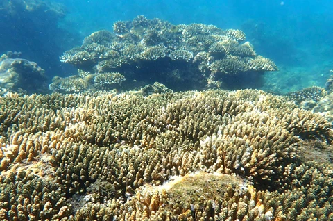 Nha Trang giăng dây phân vùng bờ biển để bảo vệ san hô Hòn Chồng - Ảnh 2. Nha Trang giăng dây phân vùng bờ biển để bảo vệ san hô Hòn Chồng - Ảnh 2.