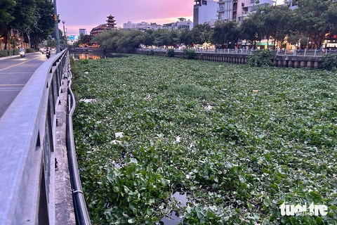 lục bình - Ảnh 1.