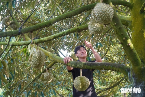 sầu riêng - Ảnh 1.