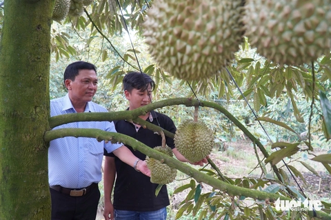 sầu riêng - Ảnh 2.