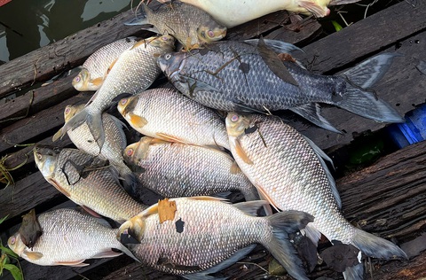 lồng bè - Ảnh 1.