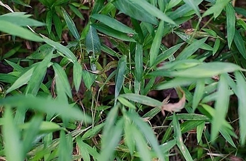 muồm muỗm - Ảnh 1.