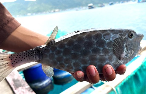 Chủ tịch tỉnh Khánh Hòa chỉ đạo xử lý nghiêm vụ bè ở Nha Trang bán 1kg cá bò hòm 3,5 triệu đồng - Ảnh 4. Nha Trang - Ảnh 3.
