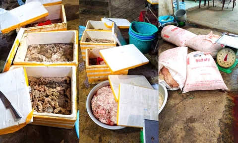 động vật - Ảnh 1.