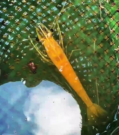 TÔM - Ảnh 1.