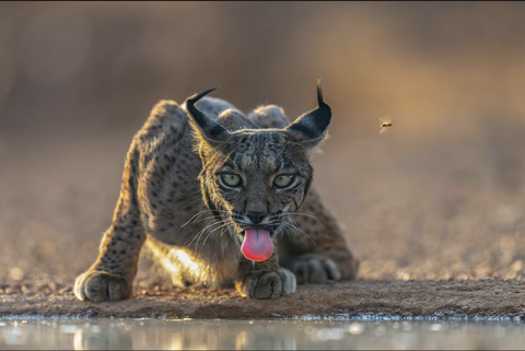 National Geographic - Ảnh 8.