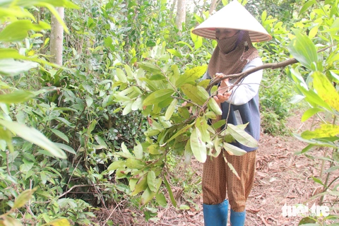 Tết Đoan ngọ: Tục vào rừng giữa trưa hái lá uống mùng 5 - Ảnh 1.