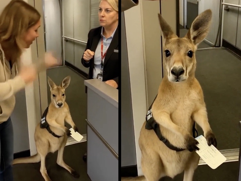 kangaroo - Ảnh 1.