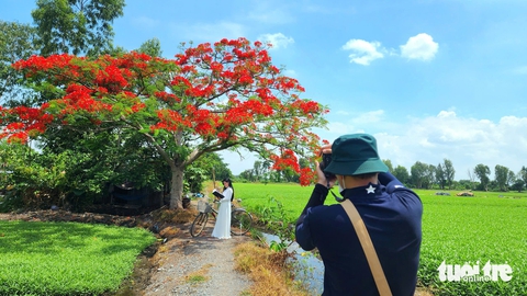 phượng cô đơn - Ảnh 1.