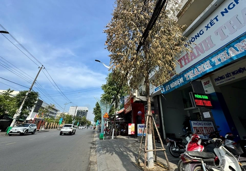 cây xanh - Ảnh 1.