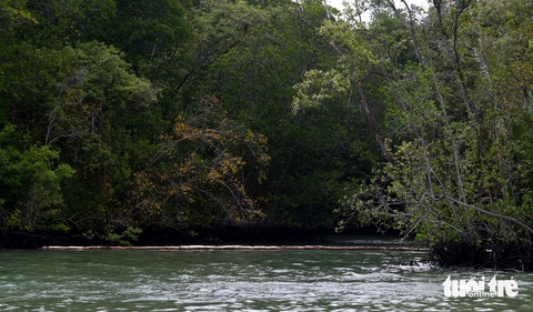 tràn dầu - Ảnh 15.