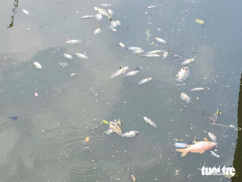 Cá lại nổi dày đặc trên kênh Nhiêu Lộc - Thị Nghè sau mưa đầu mùa - Ảnh 4.