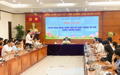 tổ yến - Ảnh 1.