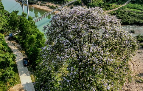 bằng lăng - Ảnh 1.