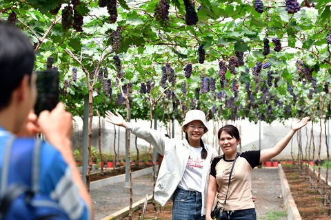 Lễ hội trái cây nam bộ - Ảnh 3.