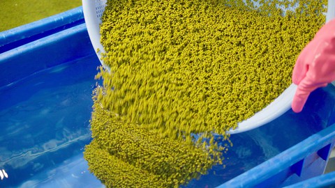 WinEco nâng chất lượng giá đỗ Việt nhờ công nghệ và kiểm soát quy trình - Ảnh 4.