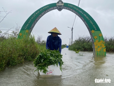 Làng rau ở Đà Nẵng ngập sâu, nông dân xót xa vớt vát từng cọng rau - Ảnh 2.