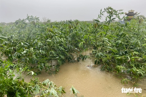trắng tay - Ảnh 2.