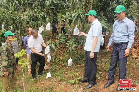Bao quả - Tăng giá trị kinh tế - Ảnh 1.
