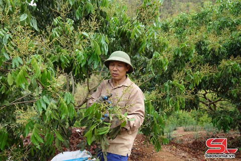 Chủ động các điều kiện phục vụ thu hoạch, chế biến, tiêu thụ nông sản - Ảnh 3.