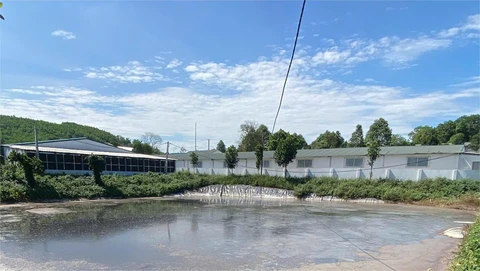 trang trại nuôi heo - Ảnh 1.