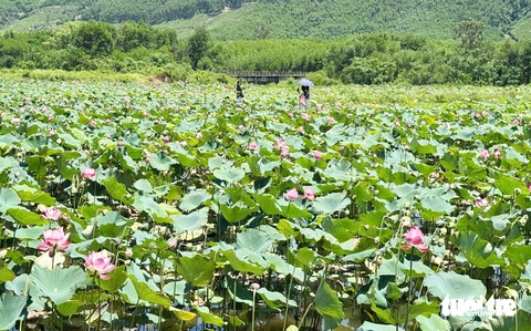 sen Trà Lý - Ảnh 1.