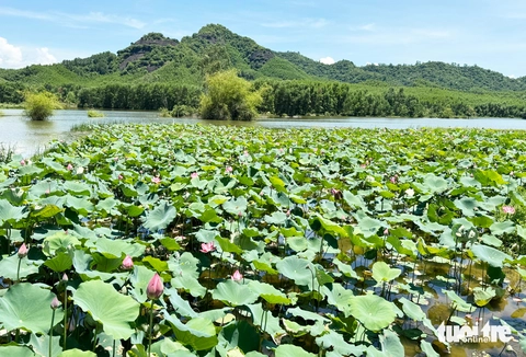 Đẹp ngỡ ngàng mùa sen Trà Lý, du khách ùn ùn đến check-in - Ảnh 4.