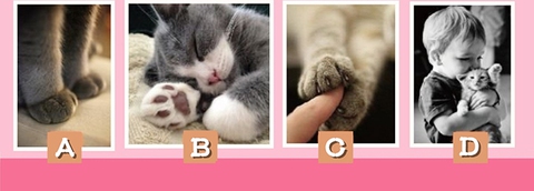 Quiz - Ảnh 1.