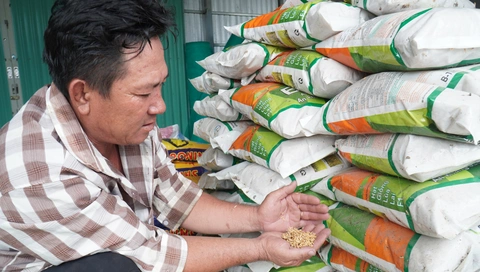 Nông dân Cà Mau còng lưng trả nợ vì mua nhầm lúa giống giả - Ảnh 1.