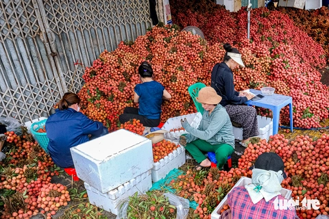 Dậy từ 4h sáng, kiếm tiền triệu mỗi ngày giữa mùa vải thiều Bắc Giang - Ảnh 5. Kiếm tiền triệu mỗi ngày giữa mùa vải thiều Bắc Giang - Ảnh 7.