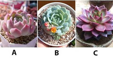 Quiz - Ảnh 1.