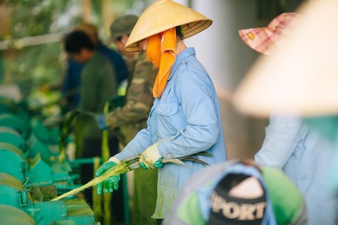 Mặc áo làm từ vải sợi dứa - Ảnh 3. vải sợi dứa - Ảnh 3.