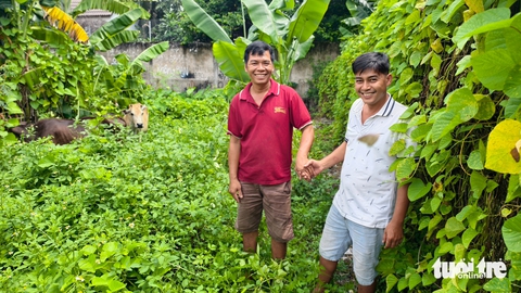 bò đi lạc - Ảnh 1.