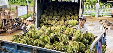 sầu riêng - Ảnh 1.