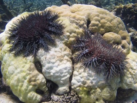 Great Barrier - Ảnh 1.