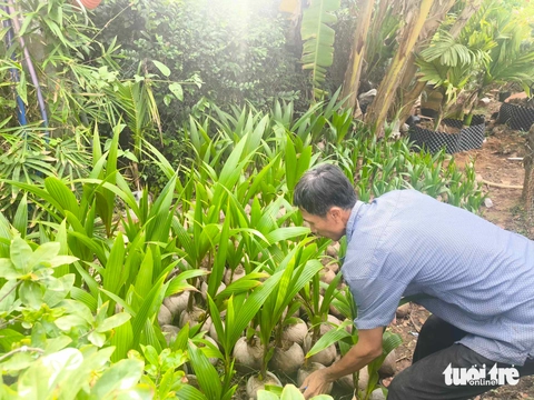 giá dừa - Ảnh 1.