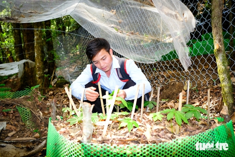 sâm Ngọc Linh - Ảnh 1.