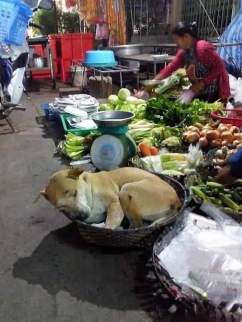 mèo - Ảnh 2.